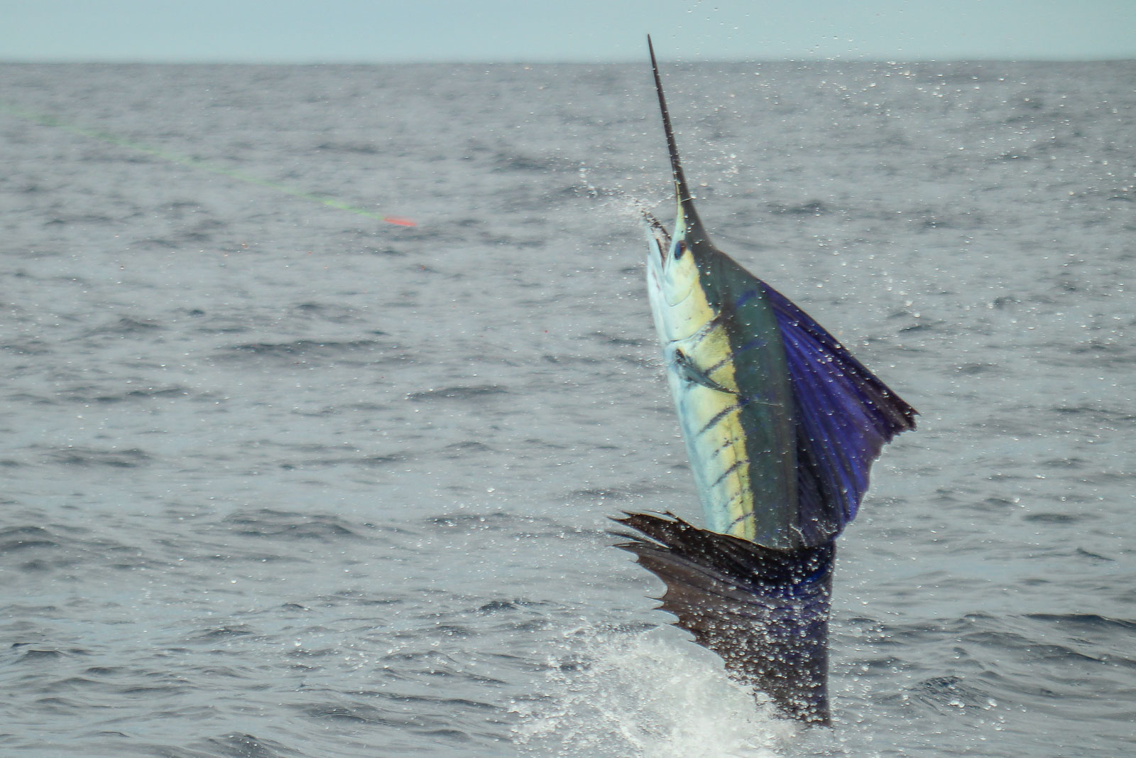 Sorprendidos! Pescadores ocultaban peces vela en el Pacífico – Publinews