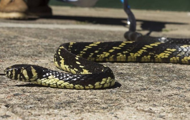 Biólogo encontra cobra-de-duas-cabeças no quintal de casa em SC