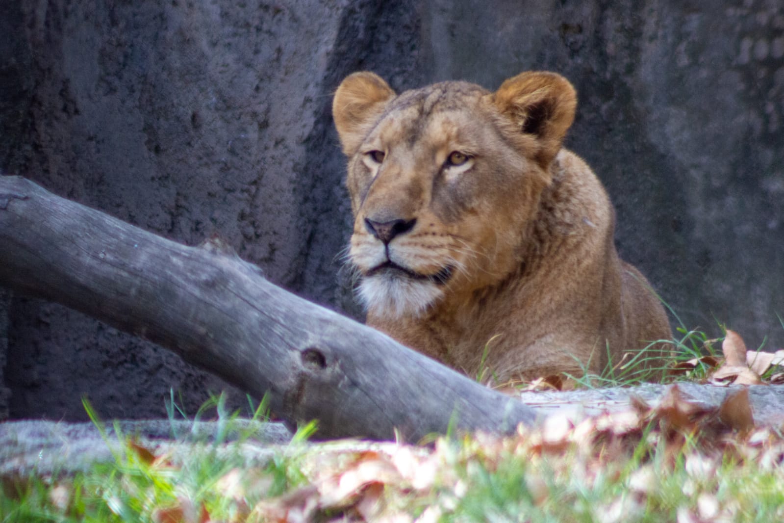 Zoológico de Chapultepec Rehabilita leones rescatados de Black Jaguar White  Tiger