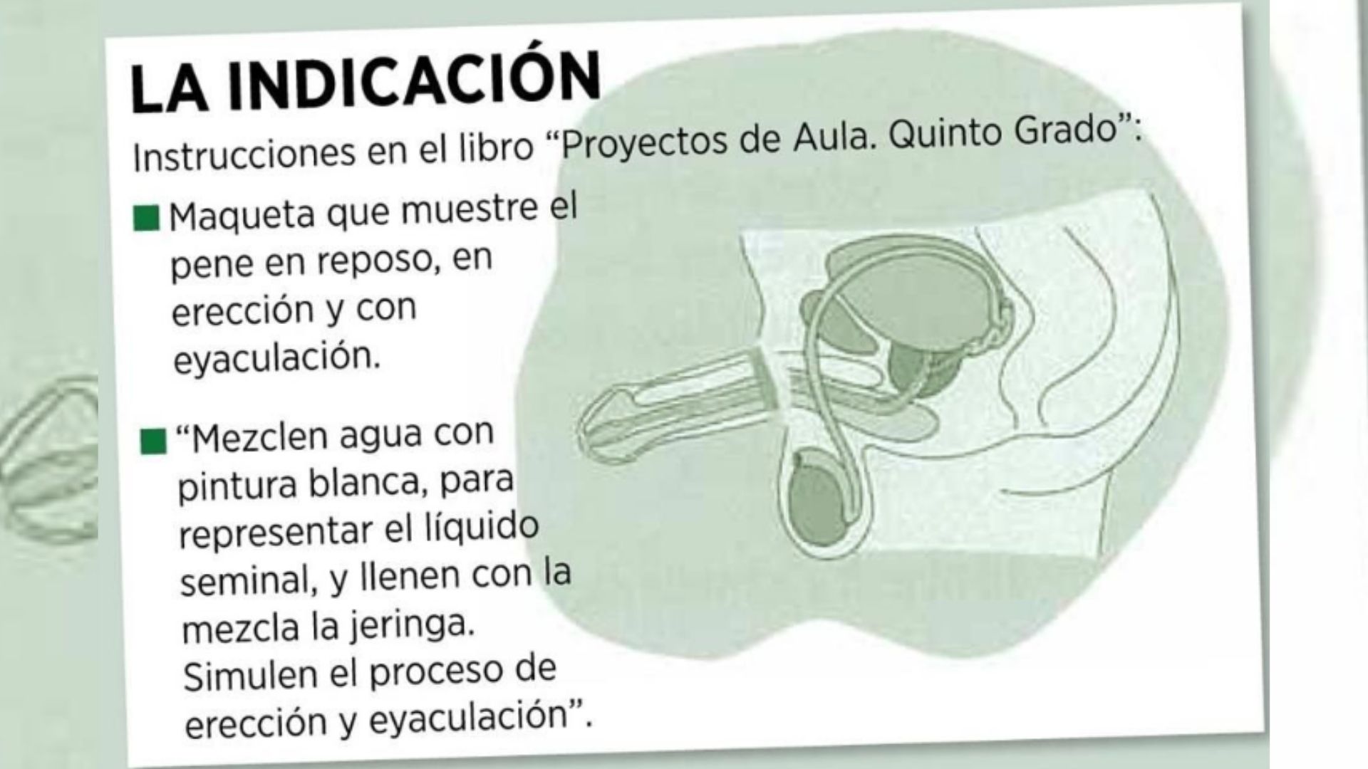 Maqueta sobre eyaculación y menstruación genera polémica en redes sociales  – Publimetro México