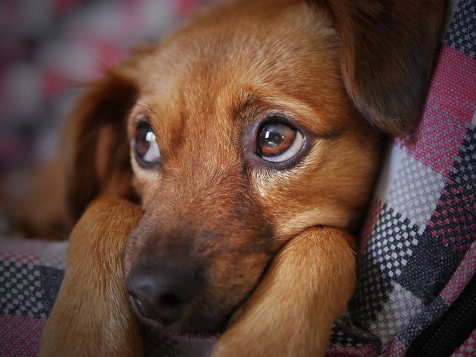 cuantos perros mueren por maltrato