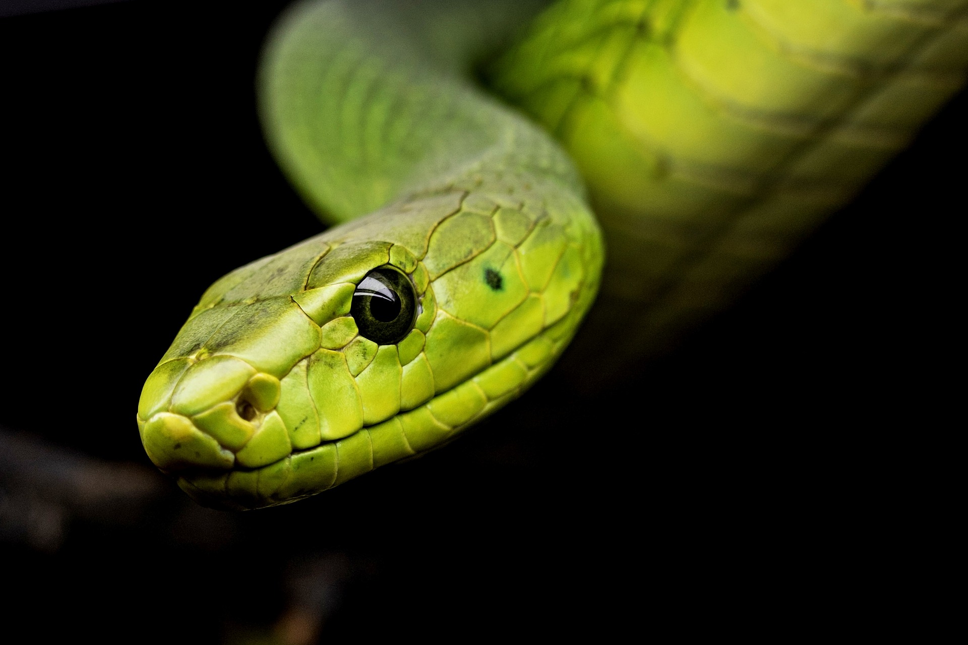 Sonhar com cobra e serpentes - O que significa este sonho