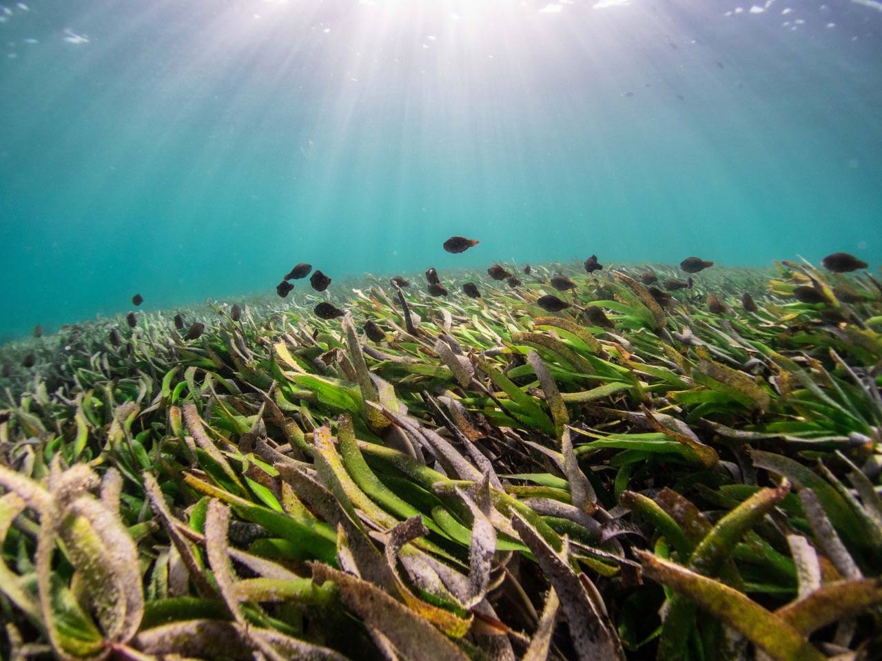 Algas marinas, buenas para la salud y para combatir el cambio climático