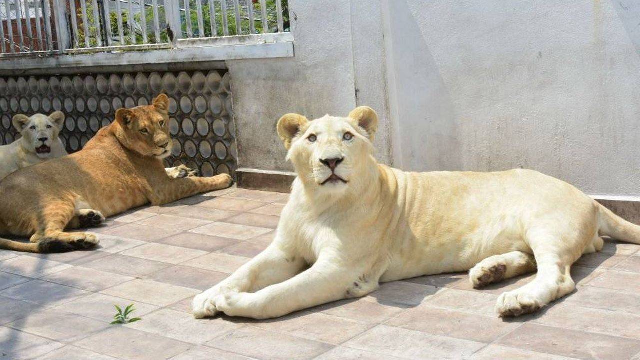 México: Un hombre tenía tres leones africanos como mascotas en la azotea de  su casa