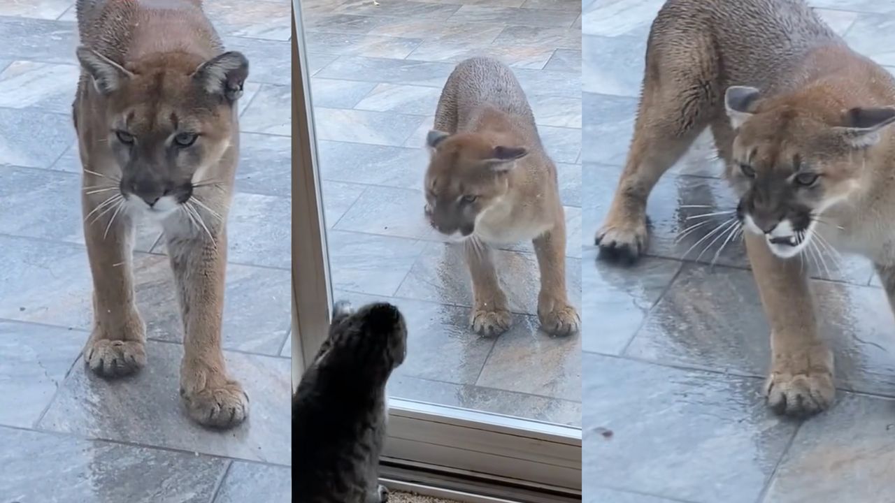 Video: Gato asusta a puma que intentó entrar a su casa | TikTok viral