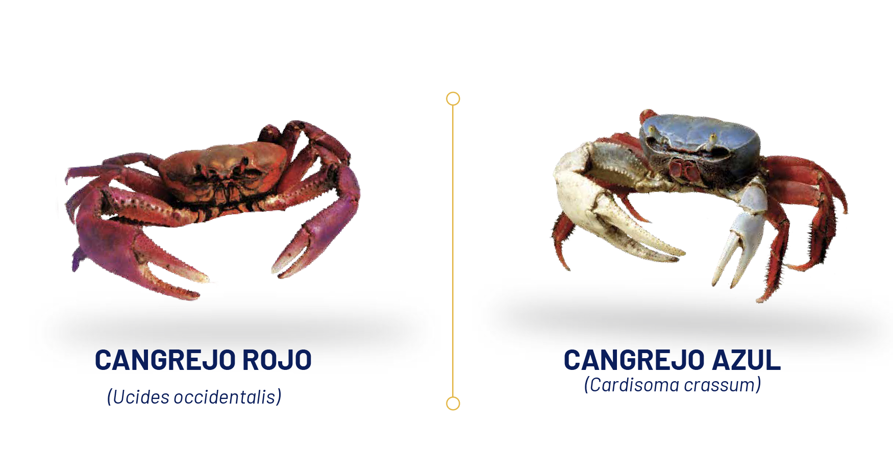 Imágenes De Cangrejo Azul Cangrejo Azul