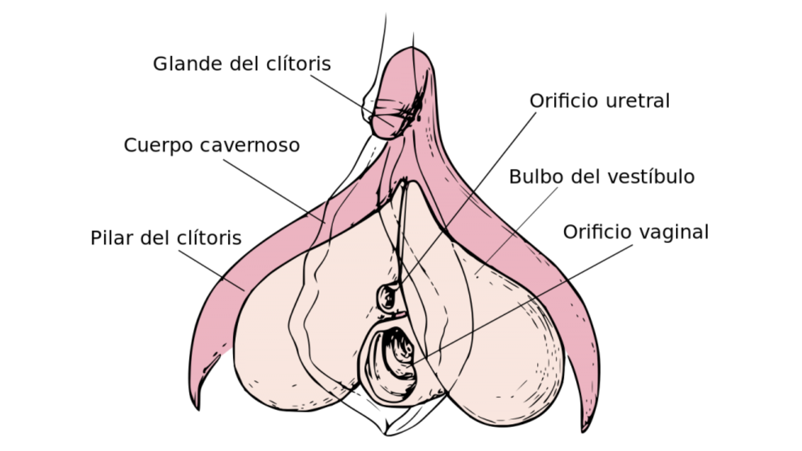 Orgasmo Femenino: ¿Dónde está el clítoris y cómo funciona?; 8 de agosto –  Publimetro México