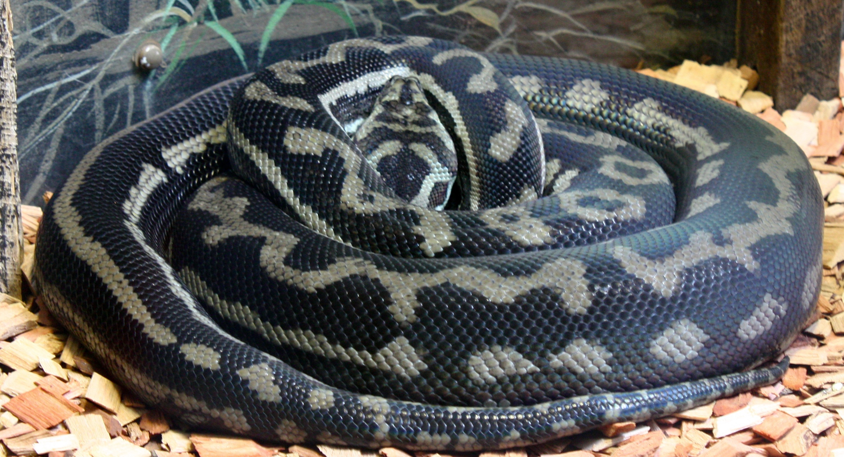 Vídeo flagra serpente azul devorando cascavel venenosa - Mega Curioso