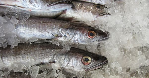 Denuncian fraude con pescado congelado