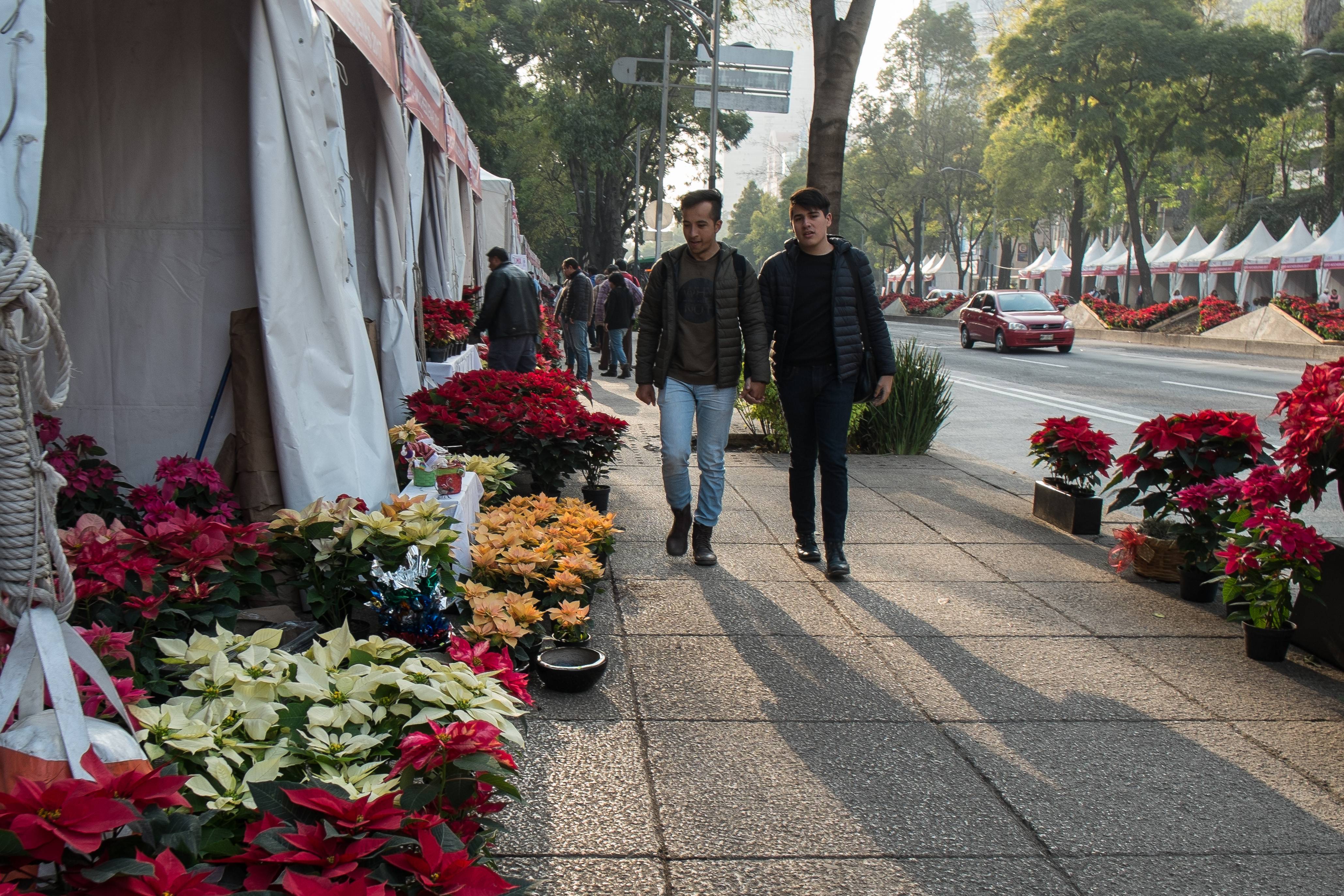 Festival de Flores de Nochebuena: Dónde adquirirla en al CDMX