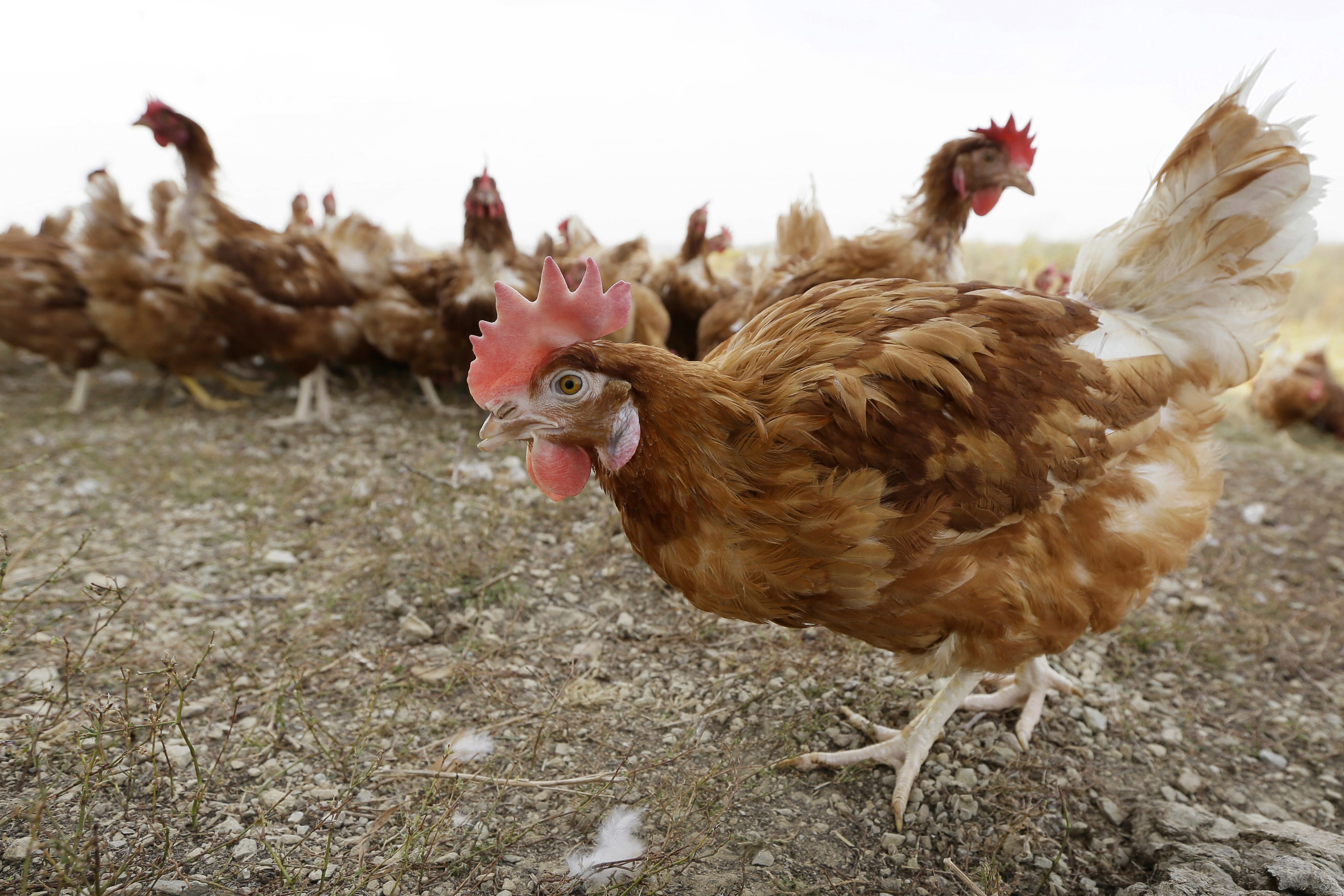 Gobierno busca atenuar impacto por brote de gripe aviar en El Morro