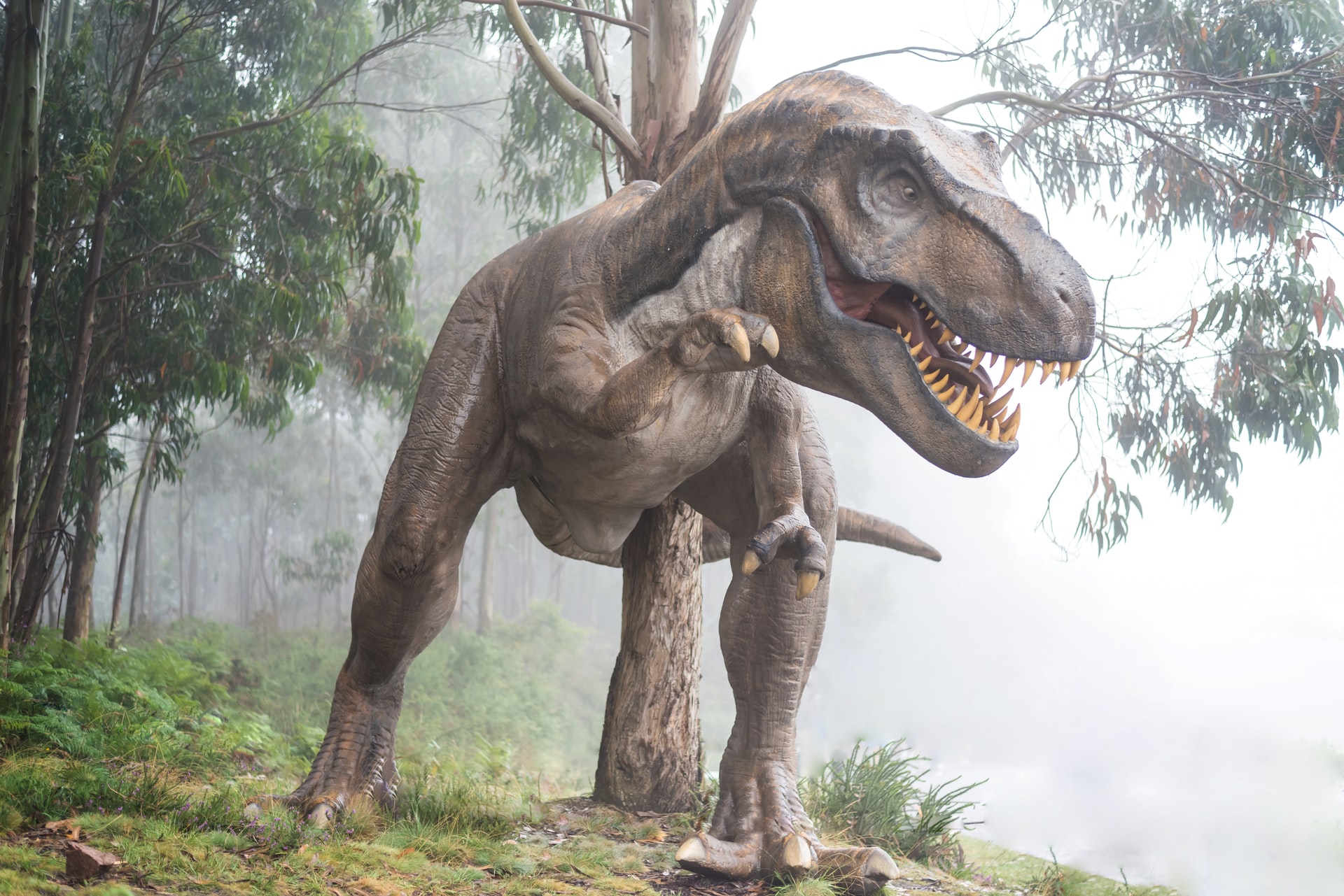 Tiranosaurios rex machos se enfrentaban golpeándose las cabezas en batallas  por parejas o territorios, revela investigación