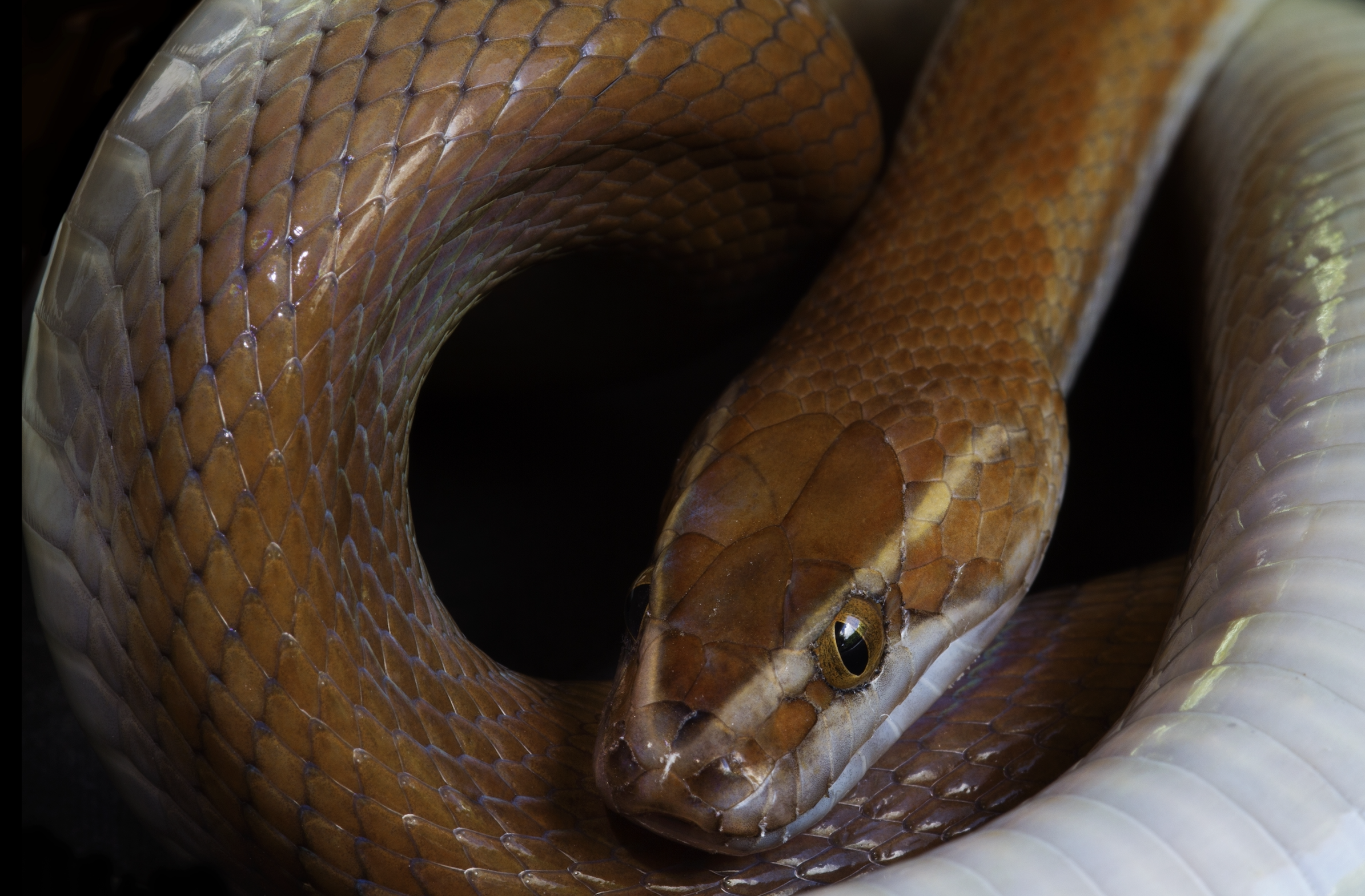 Sonhar com cobra azul: Azul claro, escuro, com preto, com vermelho e mais!