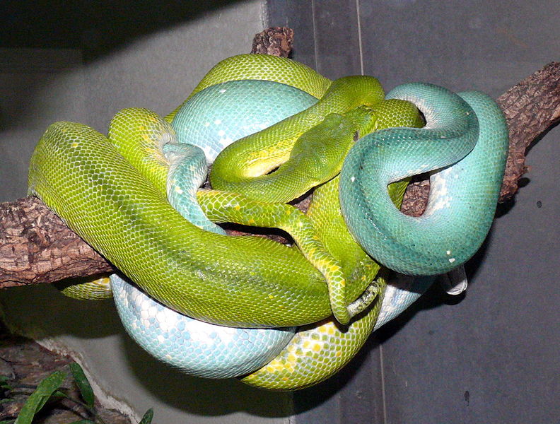 Cobra azul com olho branco