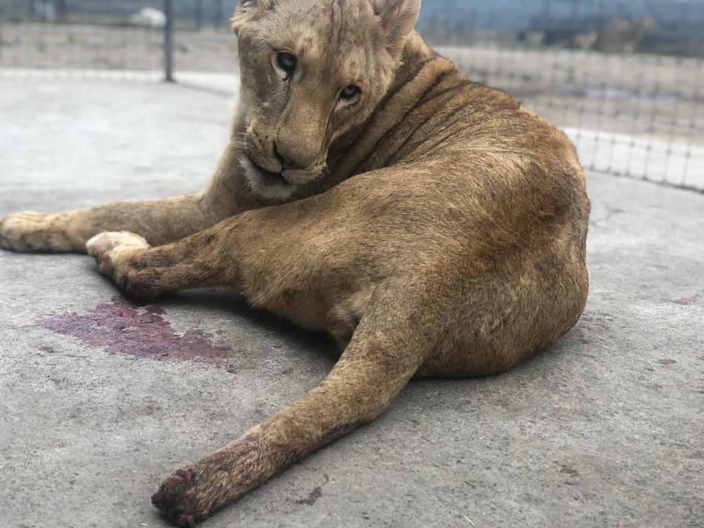 Felinos viven abandonados y con maltratos en santuario localizado en el  Ajusco