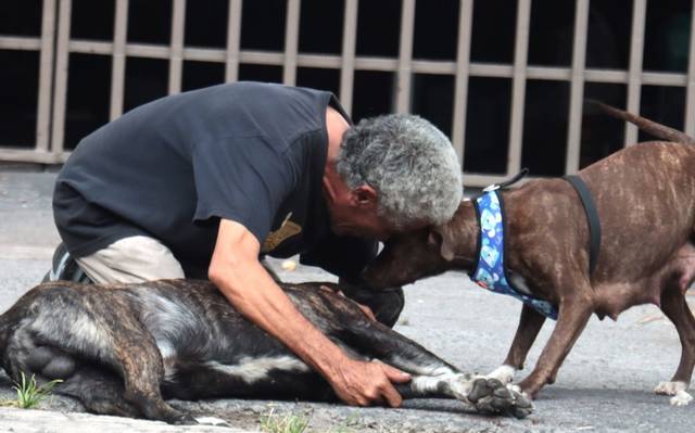 Dueño de 'Zeus' relata cómo le dispararon a su perrito ...