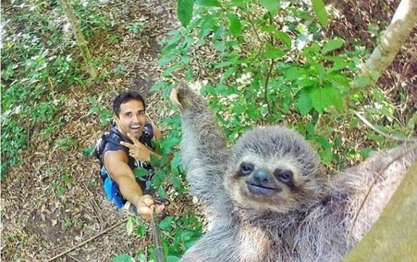 Oso perezoso posa para un selfie y se viraliza en Internet – Metro Ecuador