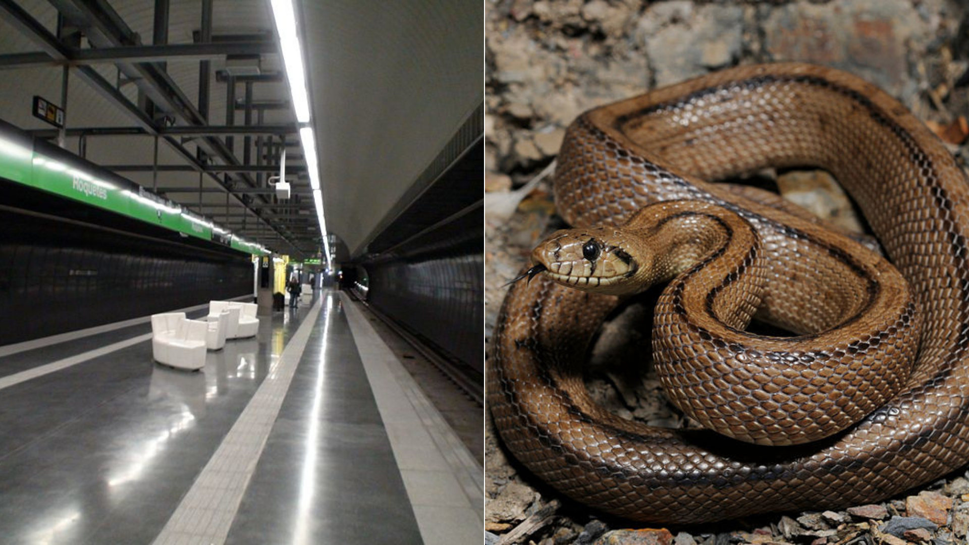 Conheça a incrível cobra coral azul da Malásia - CenárioMT