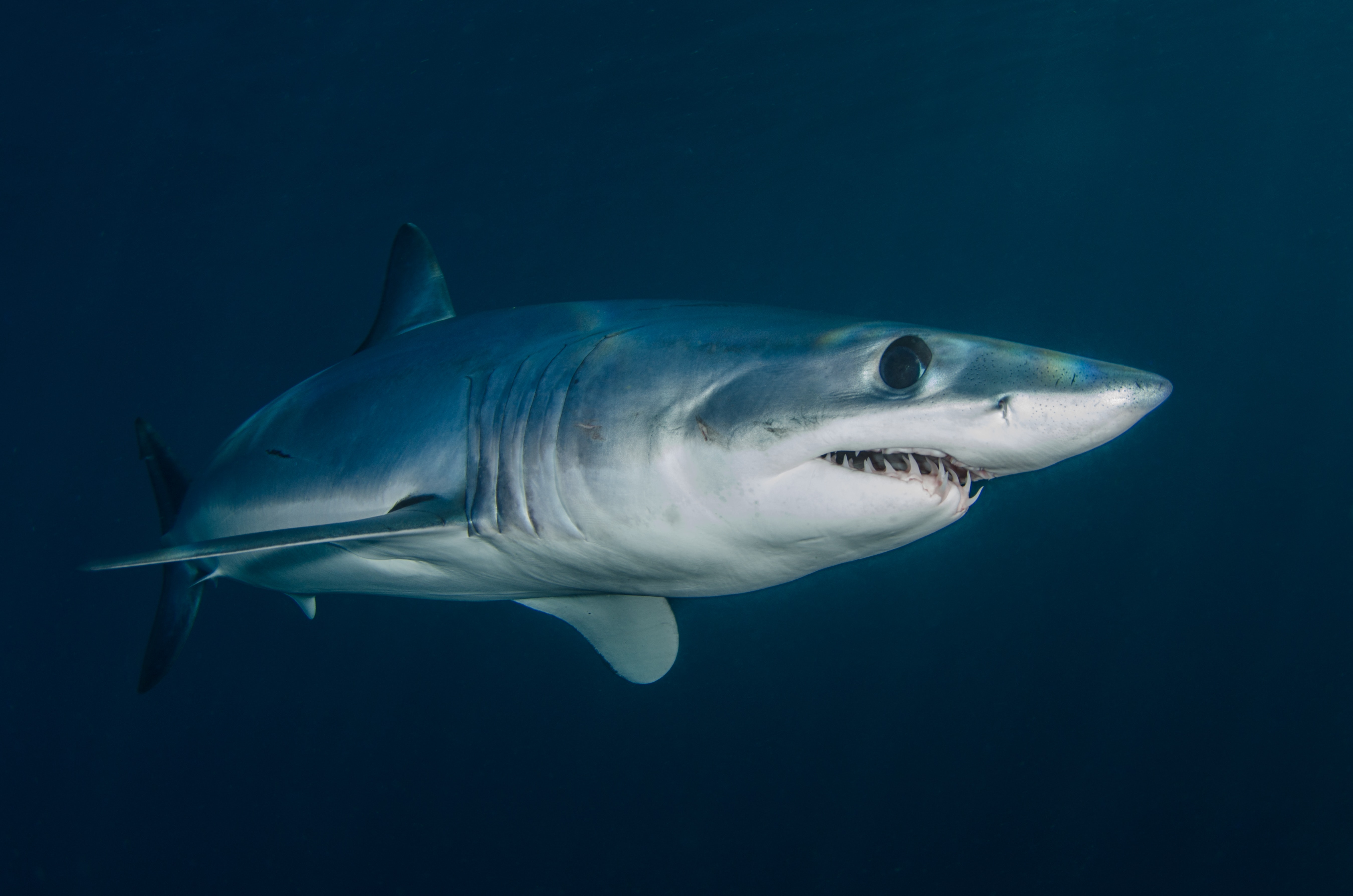 REQUIEM SHARK definição e significado