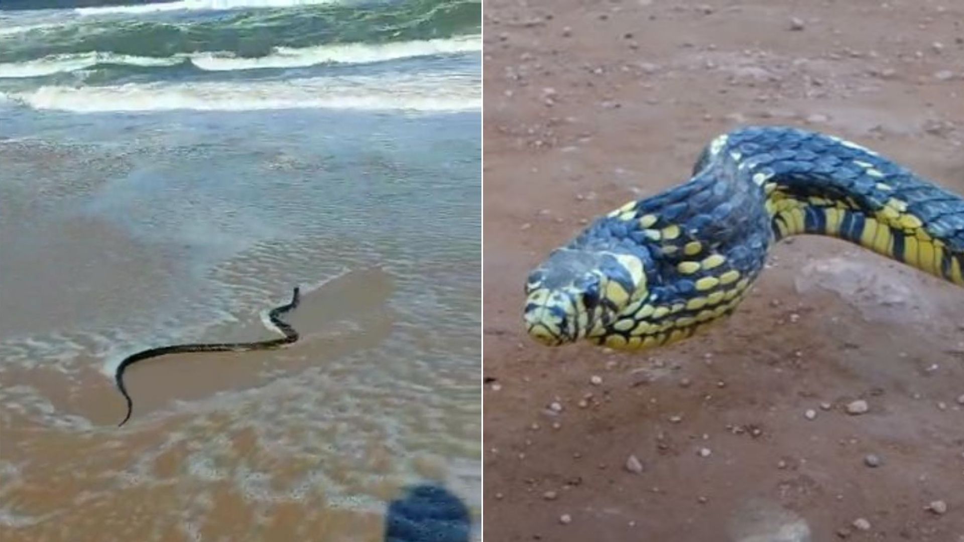 cobra azul escuro e amarela rajada é venenosa