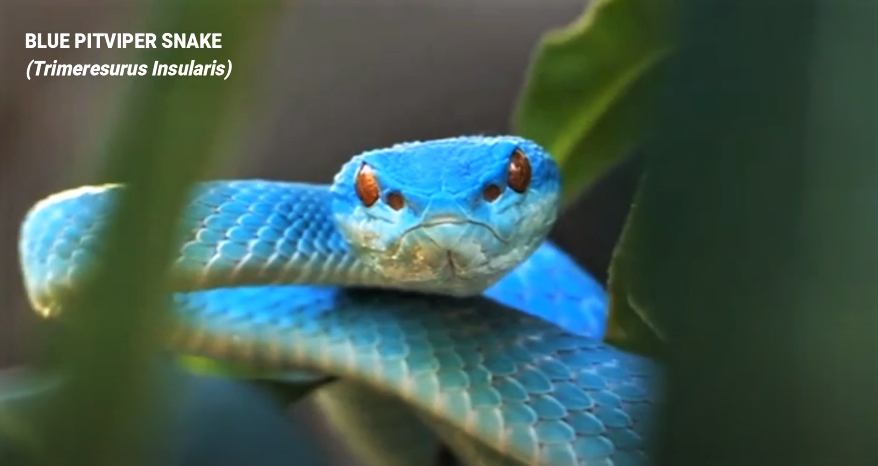 Vídeo que mostra impressionante contraste de cobra azul venenosa se torna  viral nas redes sociais – Metro World News Brasil