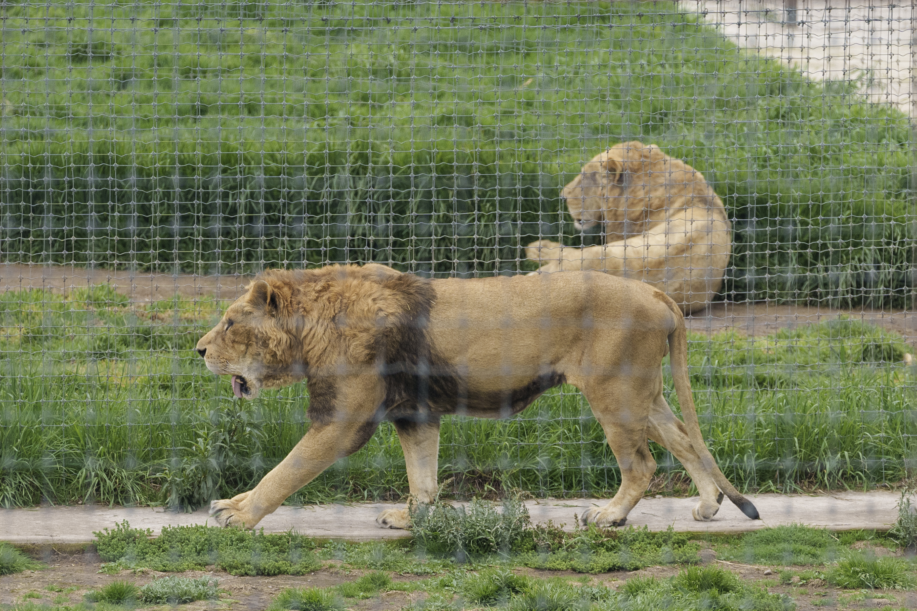 Encuentran fosas clandestinas con restos de leones y tigres en Black  Jaguar-White Tigre – Publimetro México