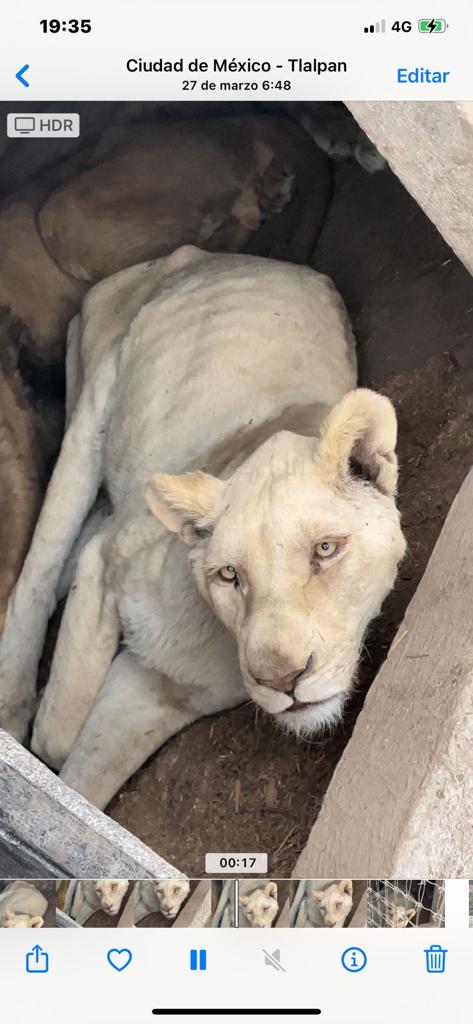 Felinos viven abandonados y con maltratos en santuario localizado en el  Ajusco