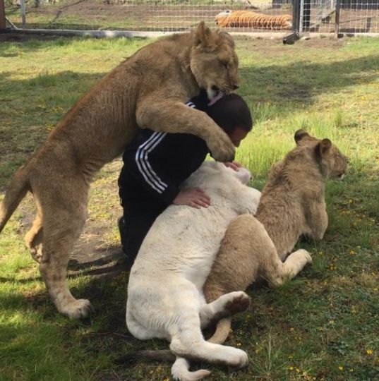 FOTOS: El hombre que juega con tigres y leones en Instagram – Publimetro  Chile