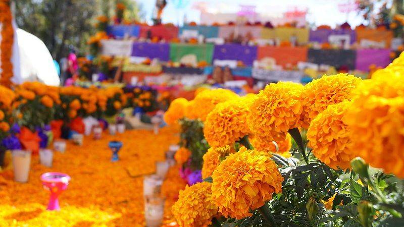 Día de Muertos: Este es el significado de la flor de Cempasúchil en México