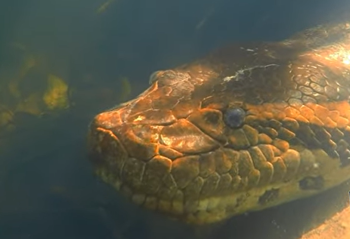 Cobrinha da Sinuca!!🐍 FORTÍSSIMO com uma mão na pescada!! 