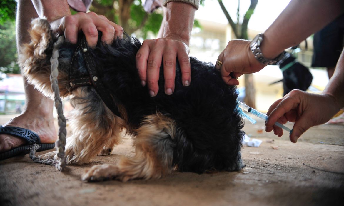 cachorro - Metro World News Brasil