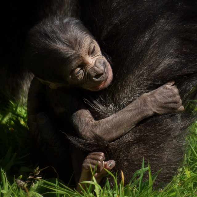 The newborn gorilla. Picture credit: Charles Wylie at Durrell