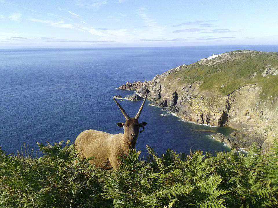 Manx Loughtan sheep on the north coast. Picture: Donna-Marie Lowe