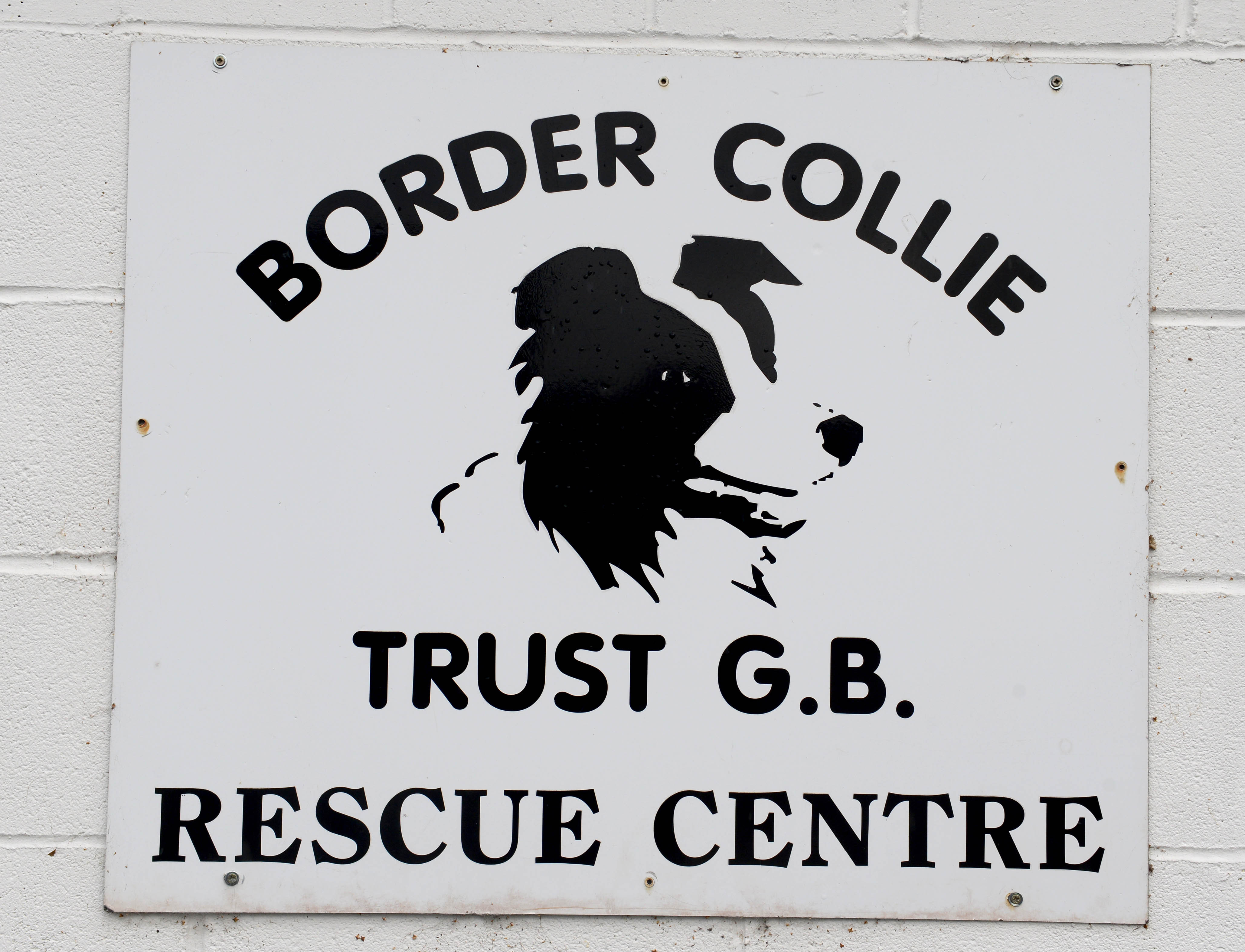 border collie trust rugeley