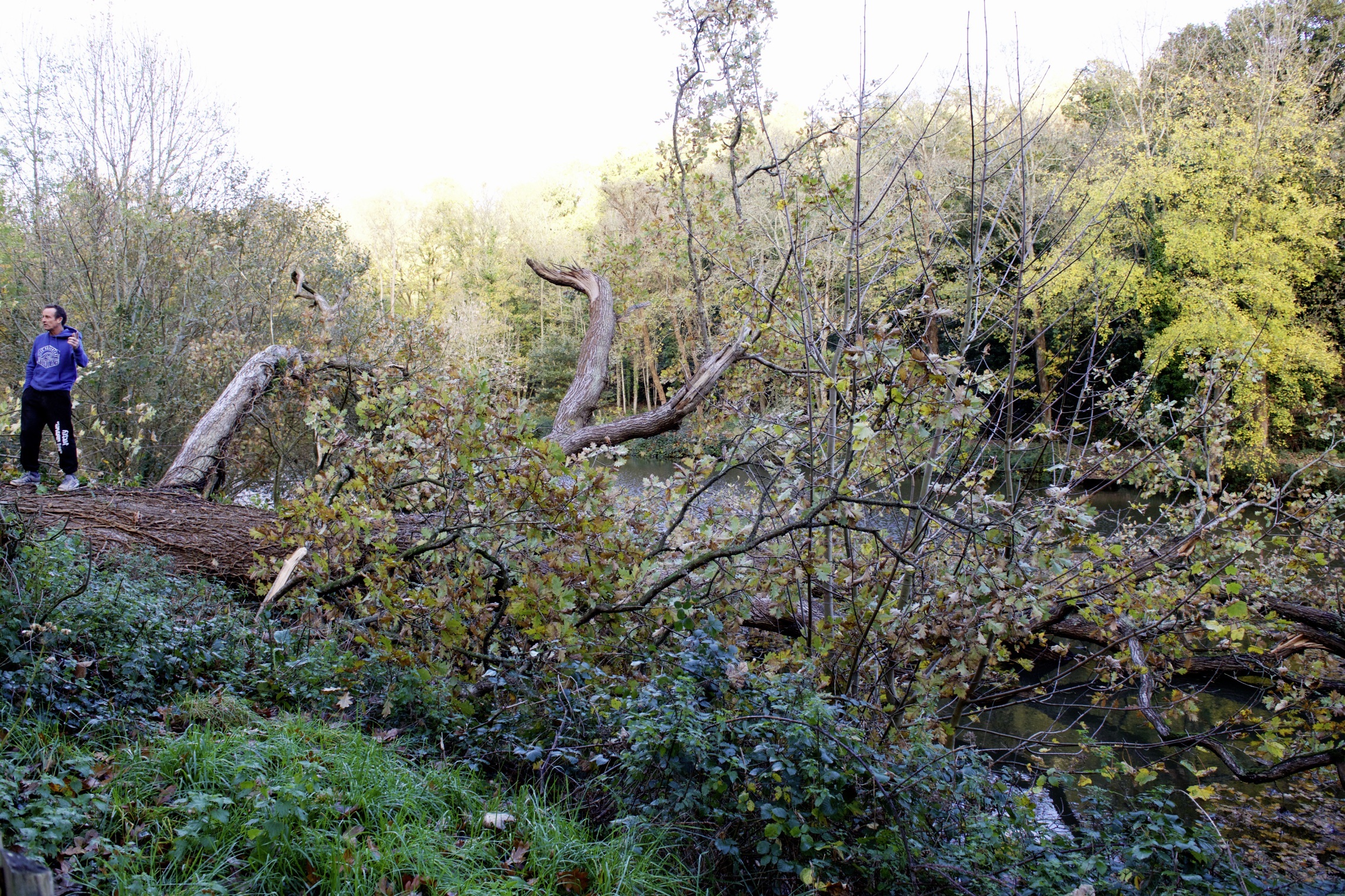 PICTURES Huge tree comes down in Waterworks Valley Jersey Evening Post