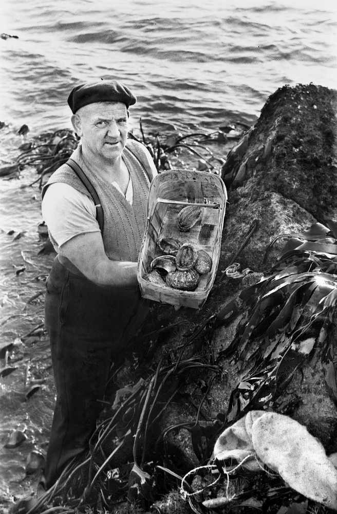 Mr Le Masurier shows off his basket of ormers gathered from the gullies behind Elizabeth Castle in February 1952