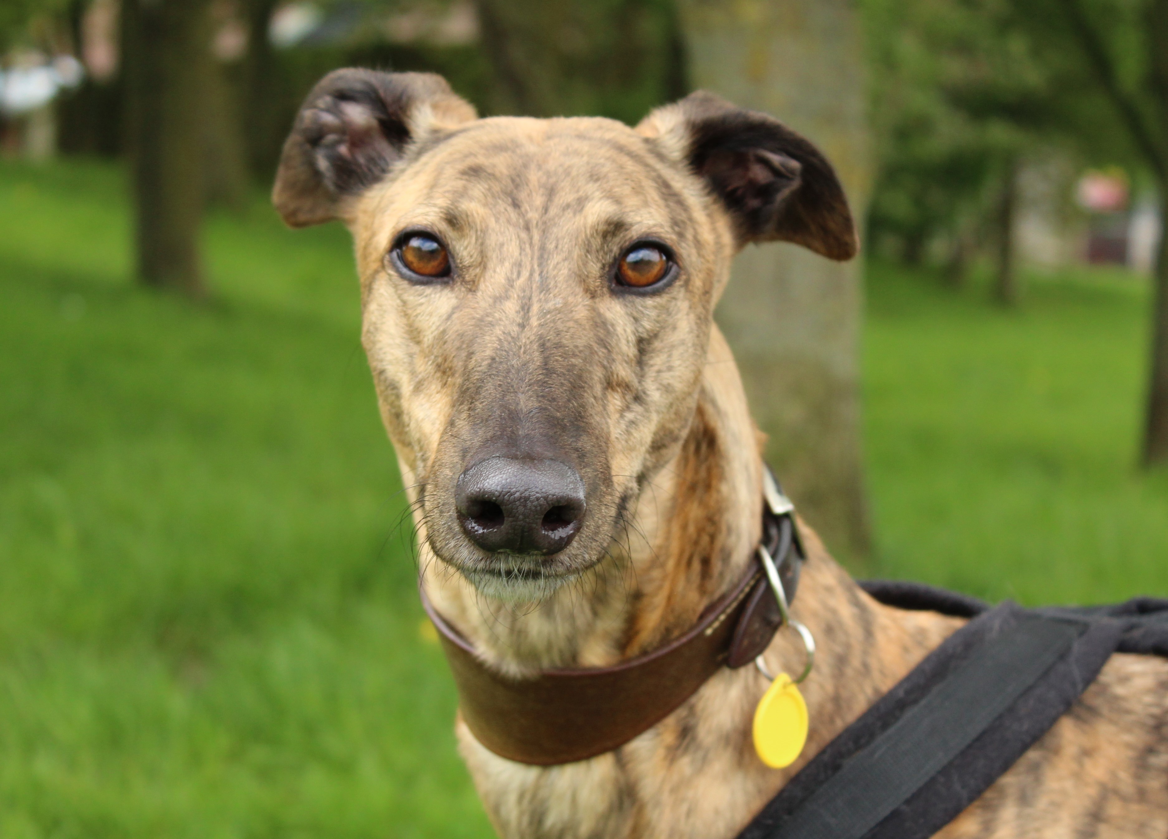 Are Lurchers Loyal Dogs