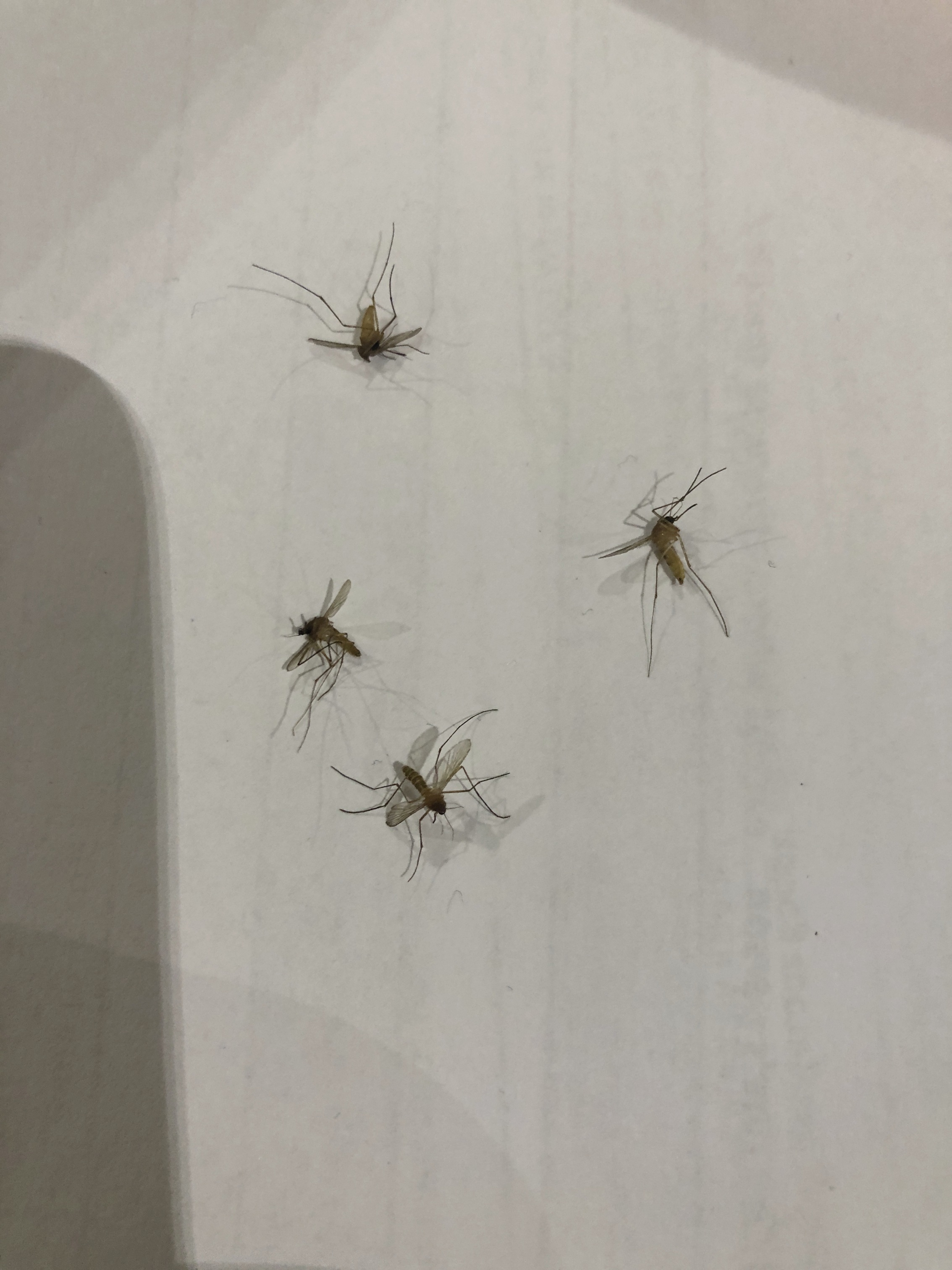 Four mosquitoes which one passenger managed to catch within 30 minutes at the Airport (26824646)