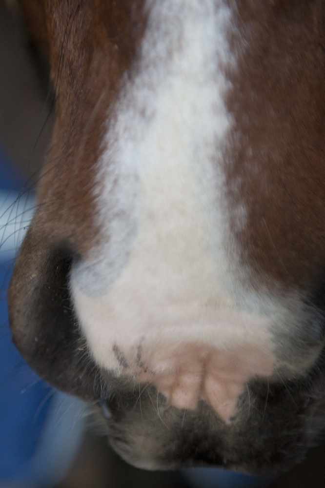 Star was left with scars on his nose following the attack