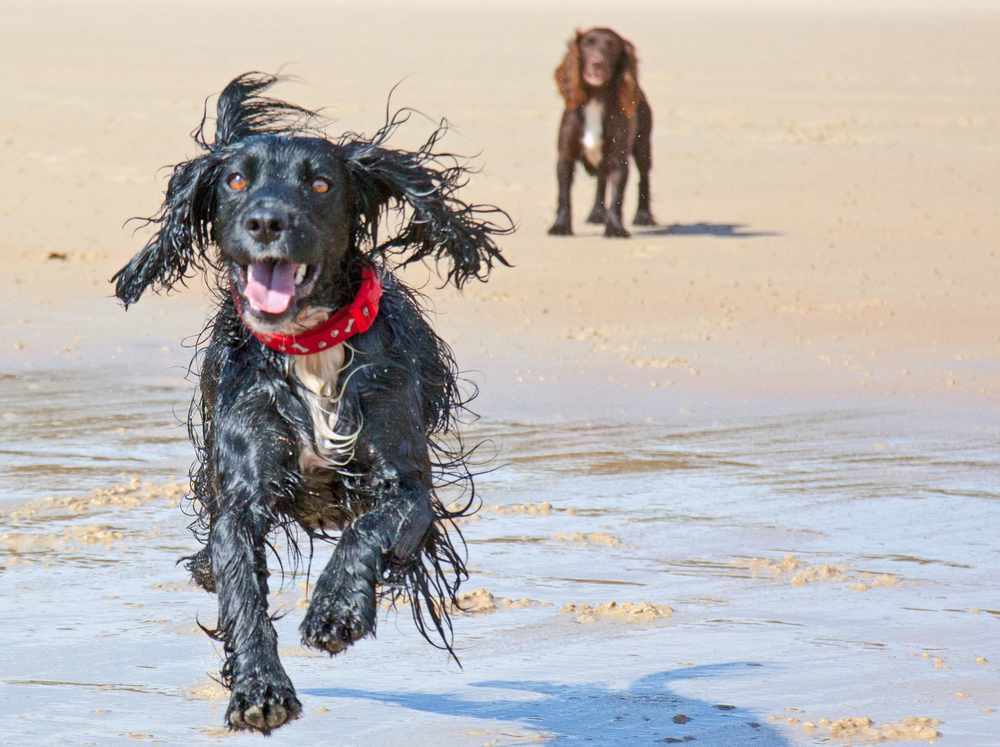 JEP reader Peter Knight's cocker spaniel Lucy enjoys running along the beach at Ouaisne