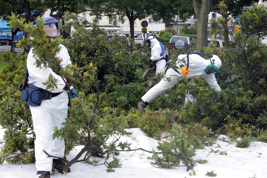 Workers cutting down oak trees in People's Park, after they were infested with oak processionary moths in 2009