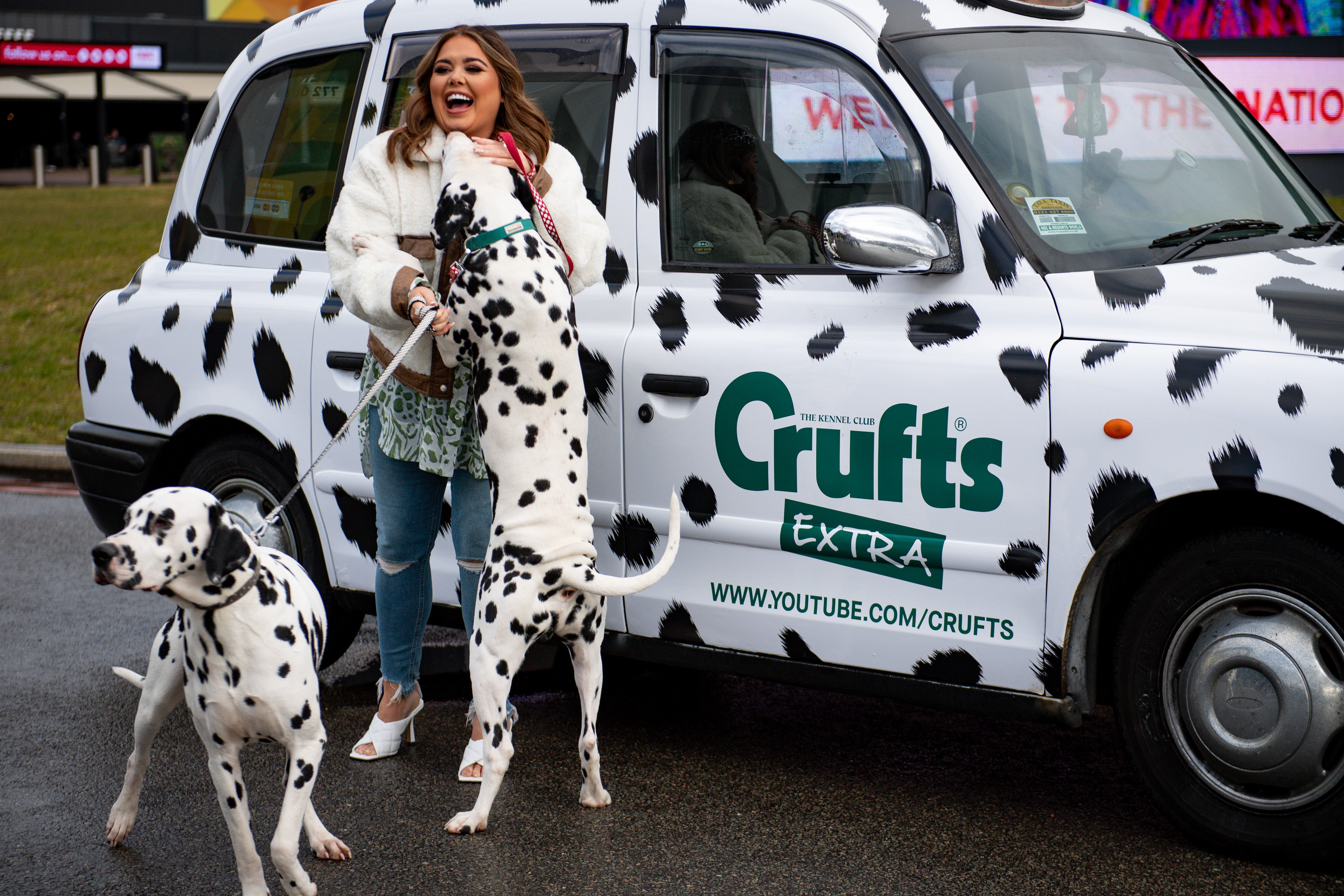 crufts dalmatian
