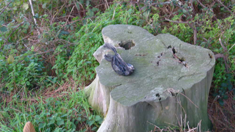 Some Islanders leave bagged-up dog poo in the countryside