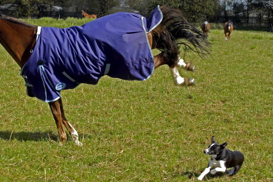 Dogs can clash with horses