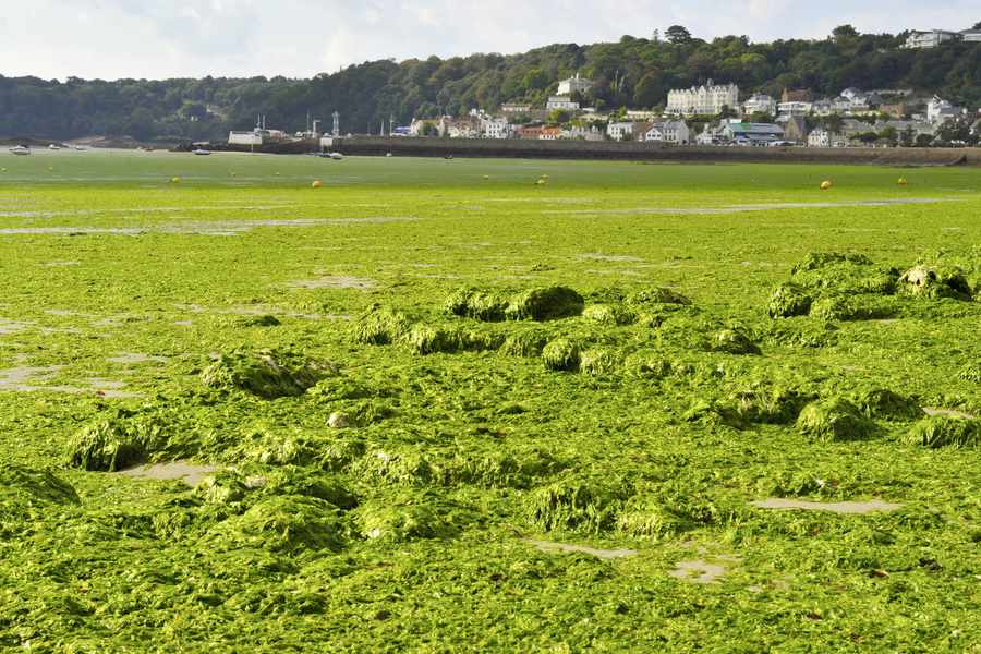 Sea lettuce has blighted St Aubin's Bay for several years
