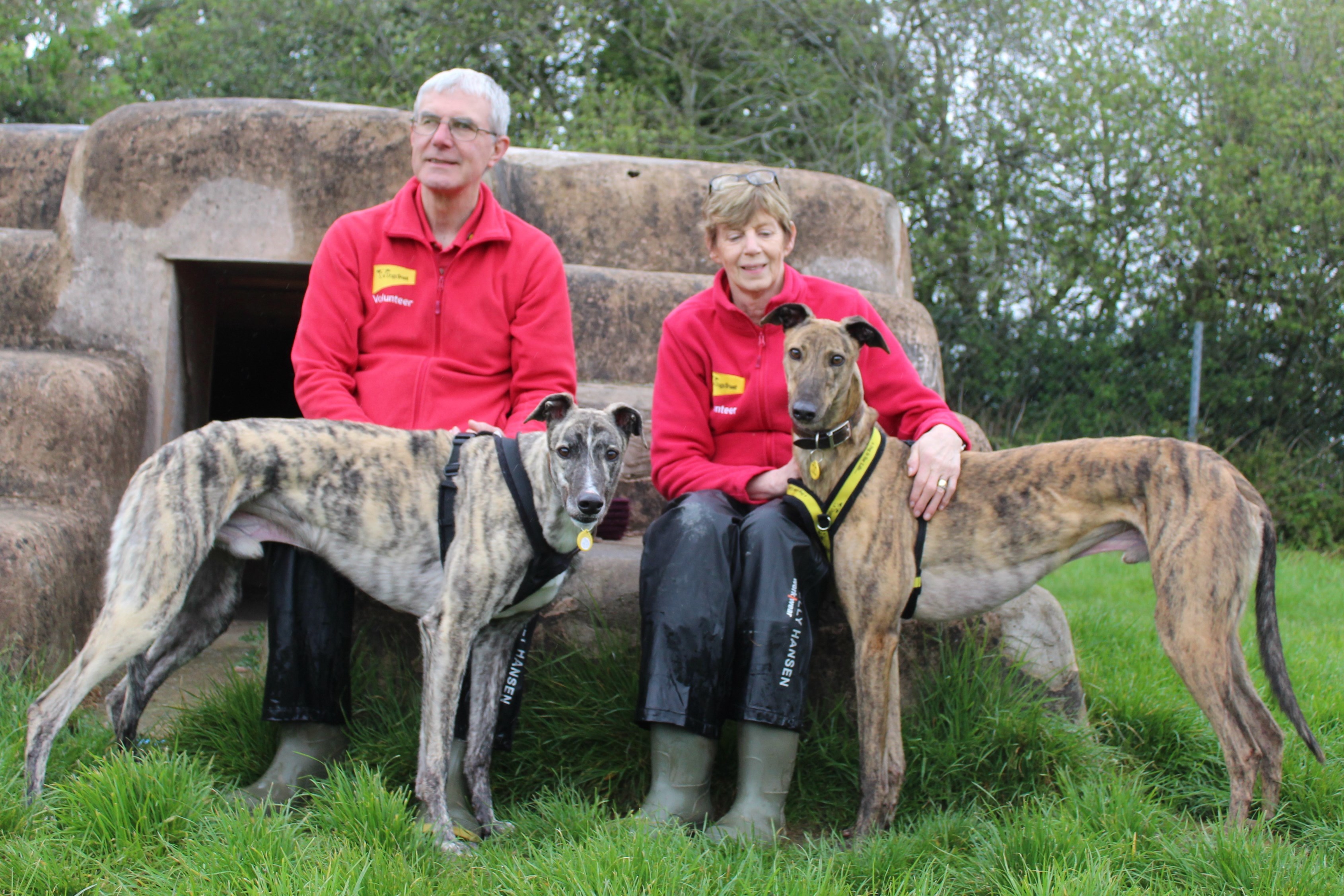 are lurchers good family dogs