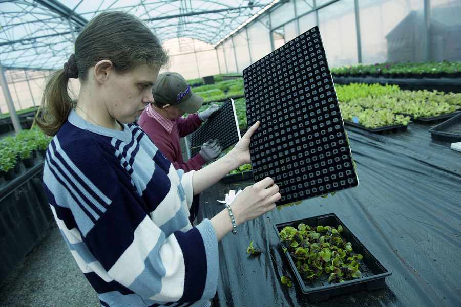 Acorn Nurseries has a close relationship with the Jersey Employment Trust. Here Gemma Deveaux and Richard Heavingham are pricking out plants