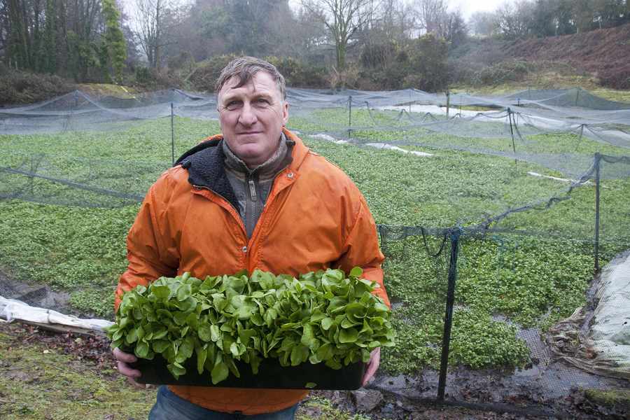Fresh local produce to look out for at this time of year includes watercress – as grown here by Colin Roche