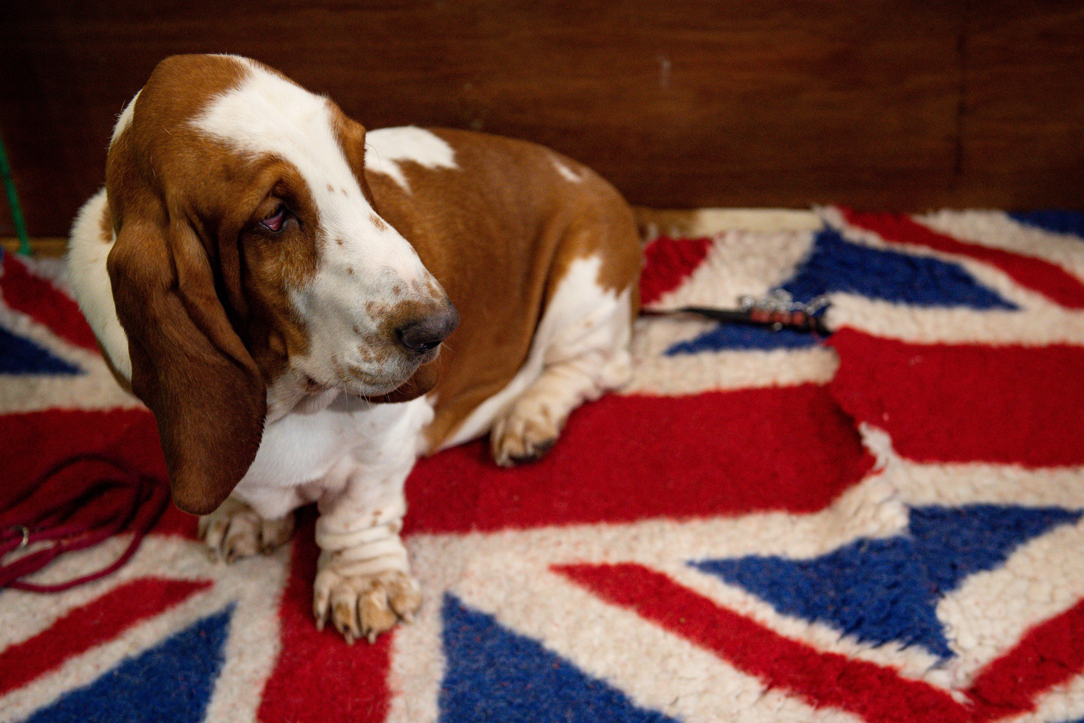 basset hound crufts