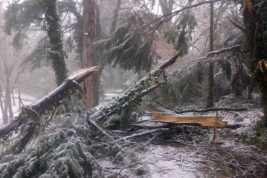 The tree fell during a heavy period of snow